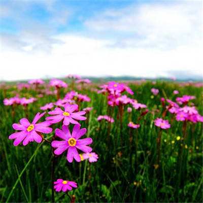 管家婆一码一肖资料